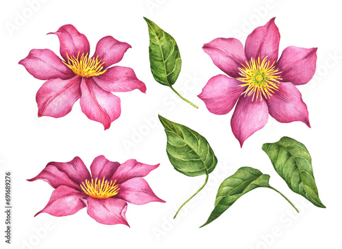 Watercolor clematis  hand drawn floral illustration  set of flowers and leaves isolated on a white background.