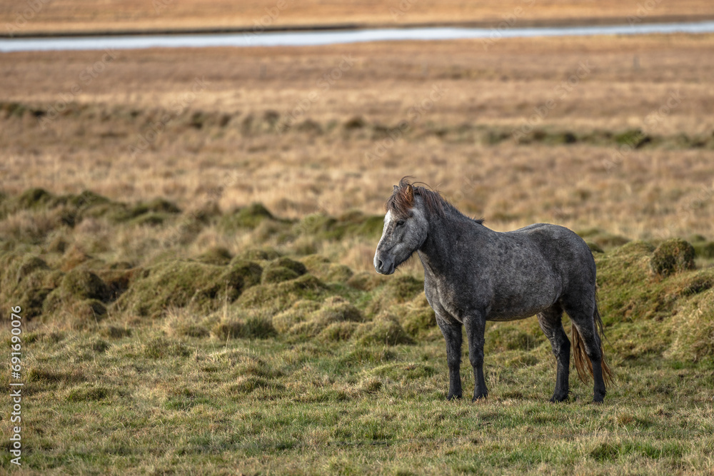 Obraz premium Iceland