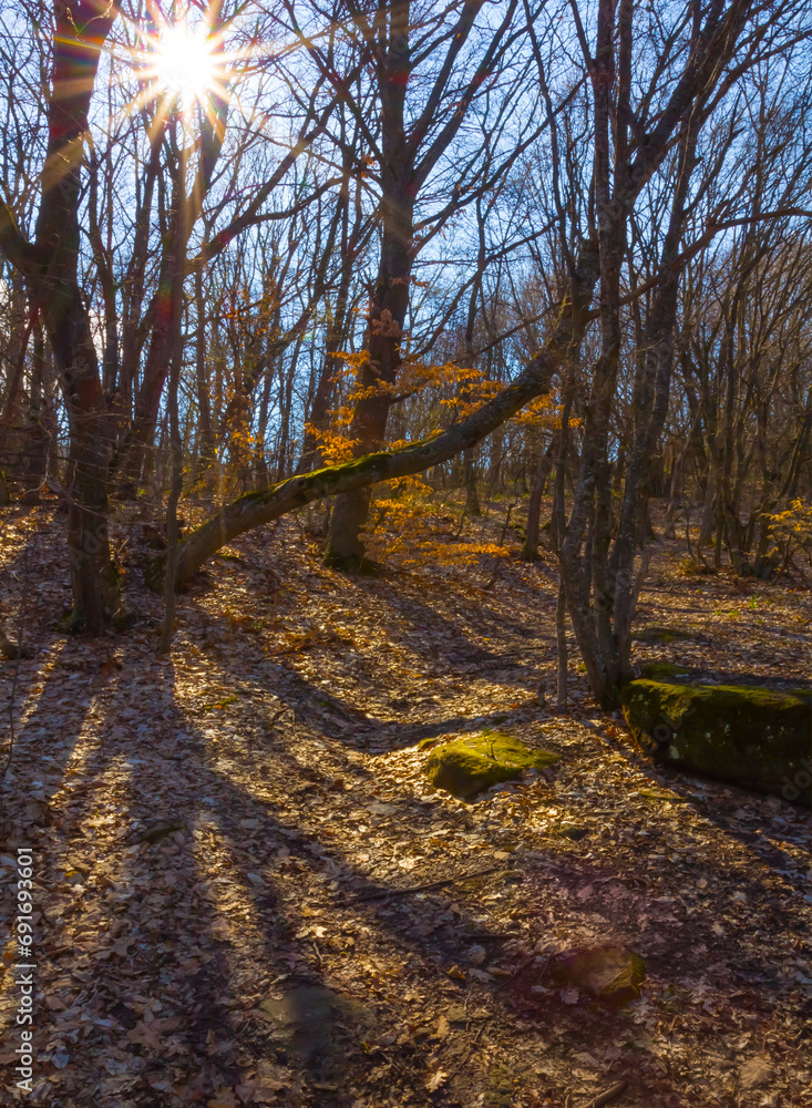 Fototapeta premium autumn forest glade in light of sparkle sun