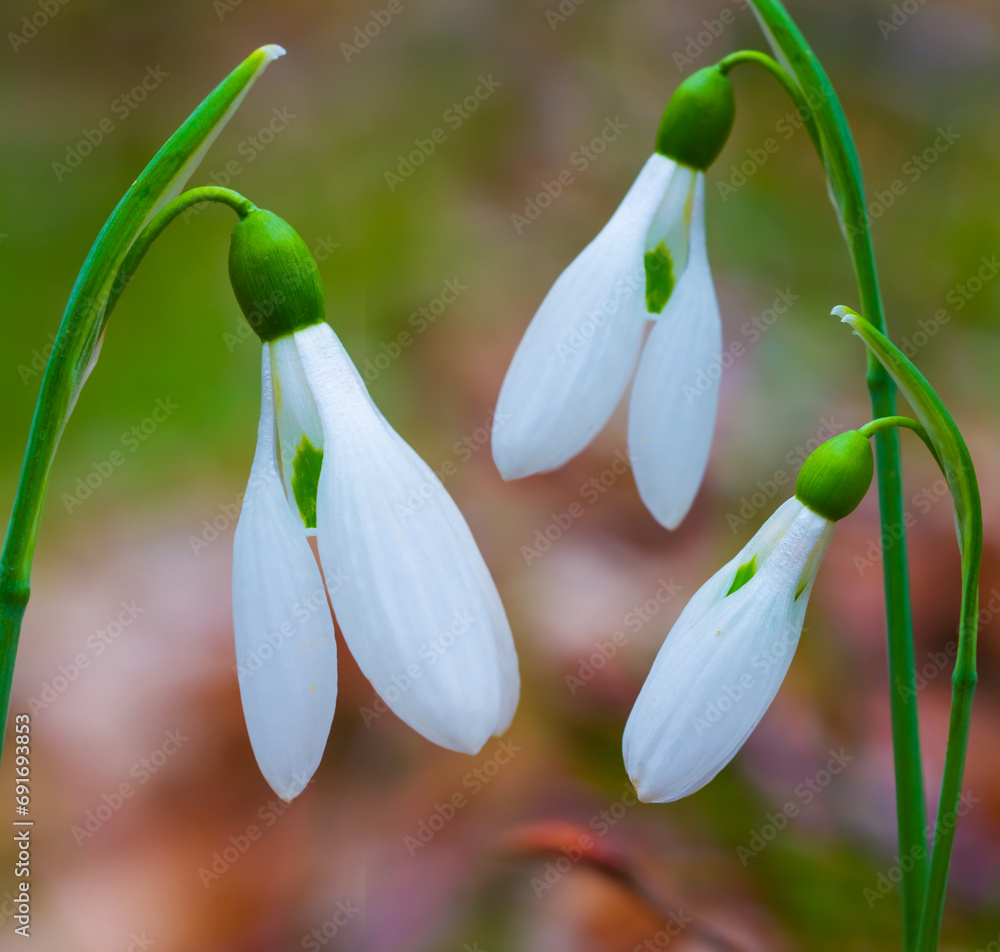 closeup white snowdrop flowers in spring forest