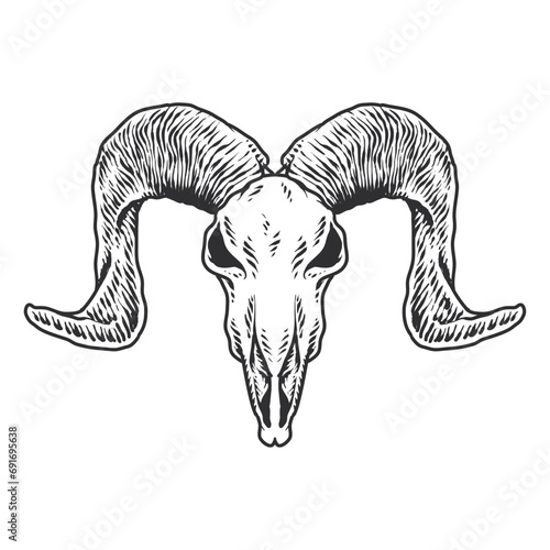 Seketch Animal Skull Hand Drawing