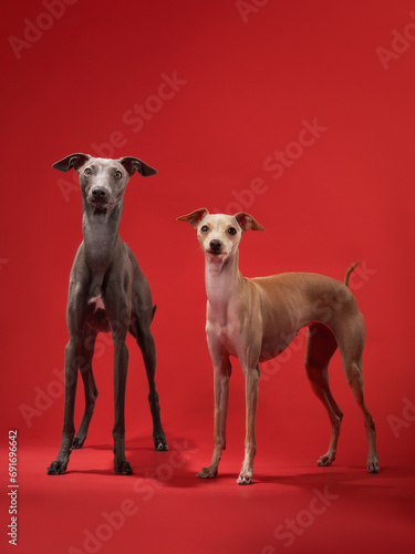 Two Italian Greyhound dos in studio  a study on red. Sleek lines and attentive eyes showcase the breed s refined elegance