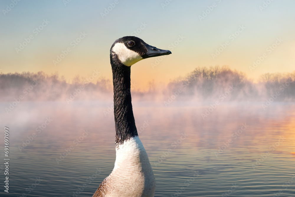 Obraz premium Portrait of a Canada Goose (Branta canadensis) at the foggy lake in the winter