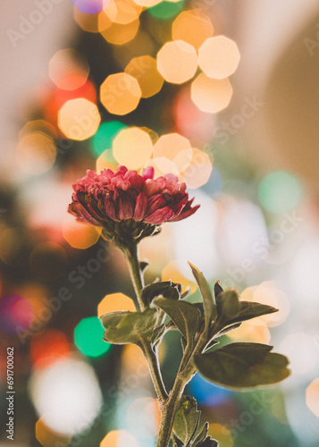 Red flower with Christmas lights