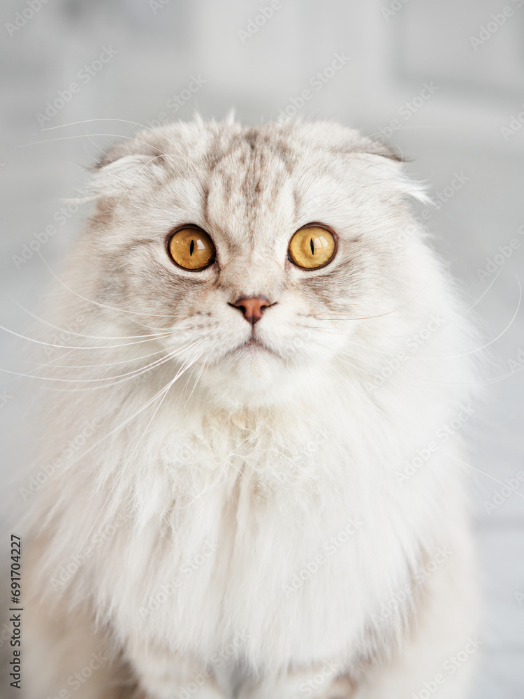 A Scottish Fold cat gazes curiously, its plush white coat and distinctive folded ears in focus