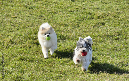 two dogs playing in the grass