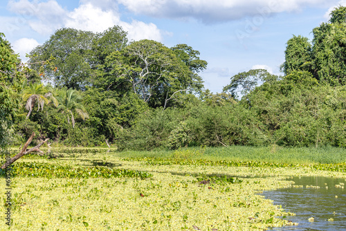 paisagem natural na região do pantanal sul, na cidade na Miranda, Estado do Mato Grosso do Sul, Brasil