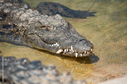 Crocodile in close-up in the water. Crocodile farm. Tourist attractions on in Africa. A powerful predator with big teeth.