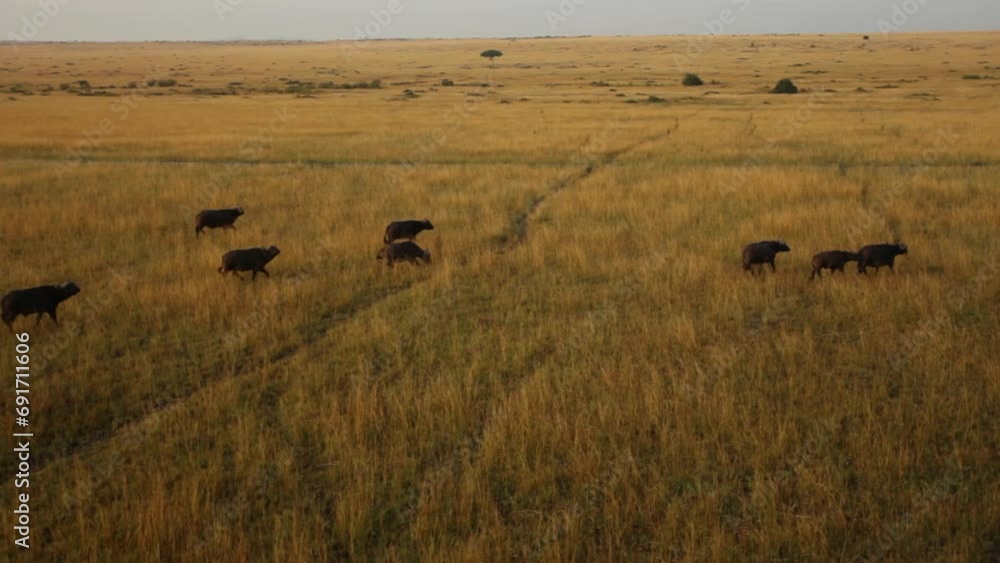 Water Buffalo Herd Running In Kenya Field Water Buffalo Herd Running In Kenya Field