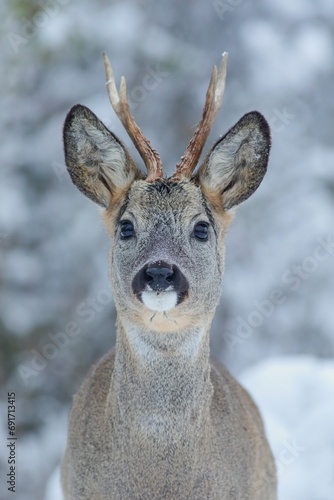 A face to face close-up winter portrait of a male roe deer (Capreolus capreolus) with beautiful antlers standing in the middle of a snow-covered forest  © Vladis