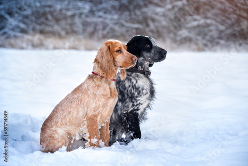 Fototapeta Naklejka Na Ścianę i Meble -  Two beautiful red and black and white hunting spaniels are sitting on a snowy field and looking into the distance. Hunting dog breed.
