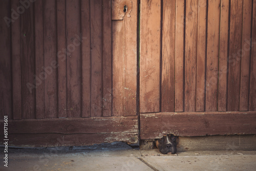 Brown dog looks out from under the gate. Dog waiting for owner comeback home. A dog pokes its snout through a hole in the fence railing to sniff out who is passing by and protect the house photo