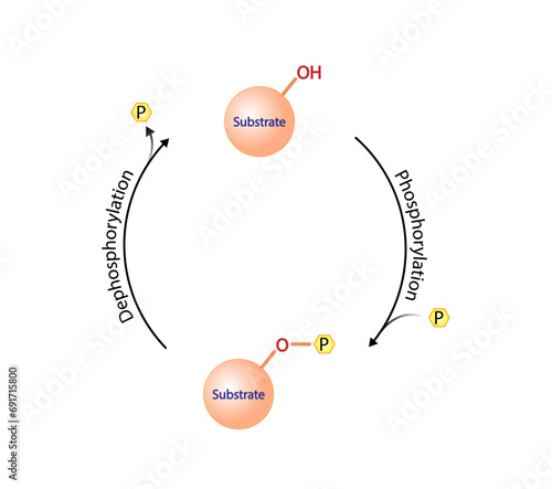 Phosphorylation and Dephosphorylation. Protein kinase, an enzyme that transfer phosphate from ATP to a protein. Phosphatase, an enzyme that removes a phosphate group from the phosphorylated protein.