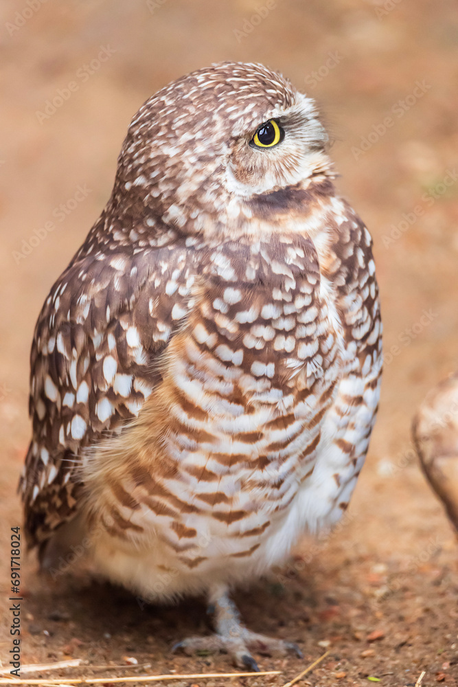 Obraz premium great horned owl, Houston Zoo, Houston, Texas, USA