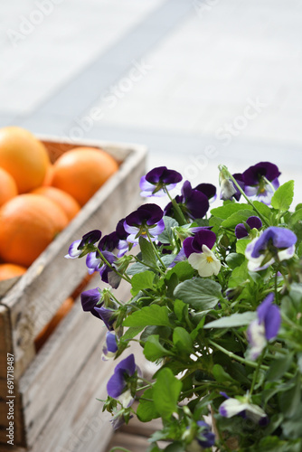 violet pansies with orange 