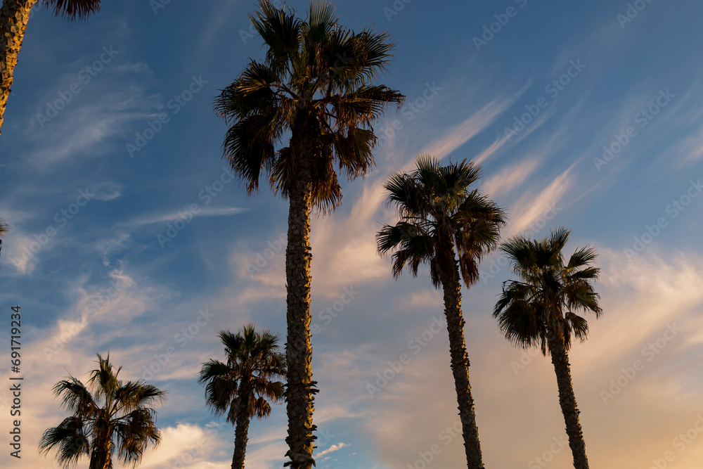 Cluster of Fan Palms Against Blue Sky with Colored Clouds, horizontal