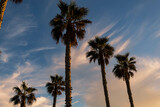 Cluster of Mexican Fan Palms Against Blue Sky with Colored Clouds at Huntington Beach, Orange County, California, USA, horizontal