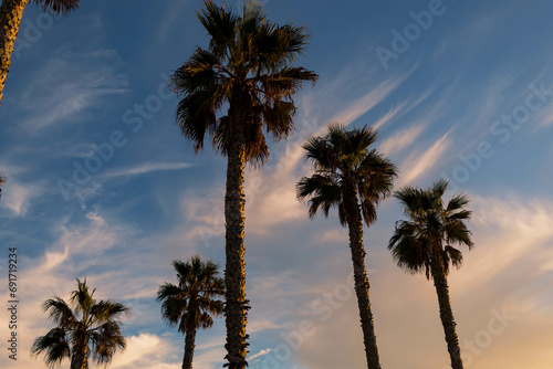 Cluster of Mexican Fan Palms Against Blue Sky with Colored Clouds at Huntington Beach, Orange County, California, USA, horizontal photo