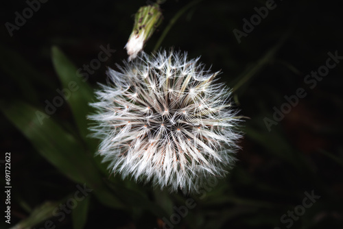 dandelion head