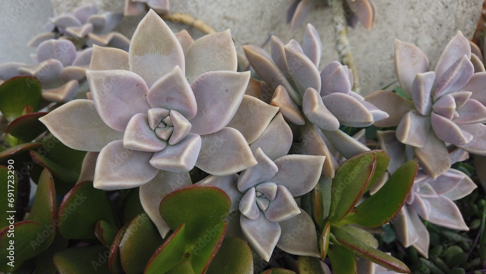 Obraz premium Variety of Succulent Plants in All Their Shape and Color