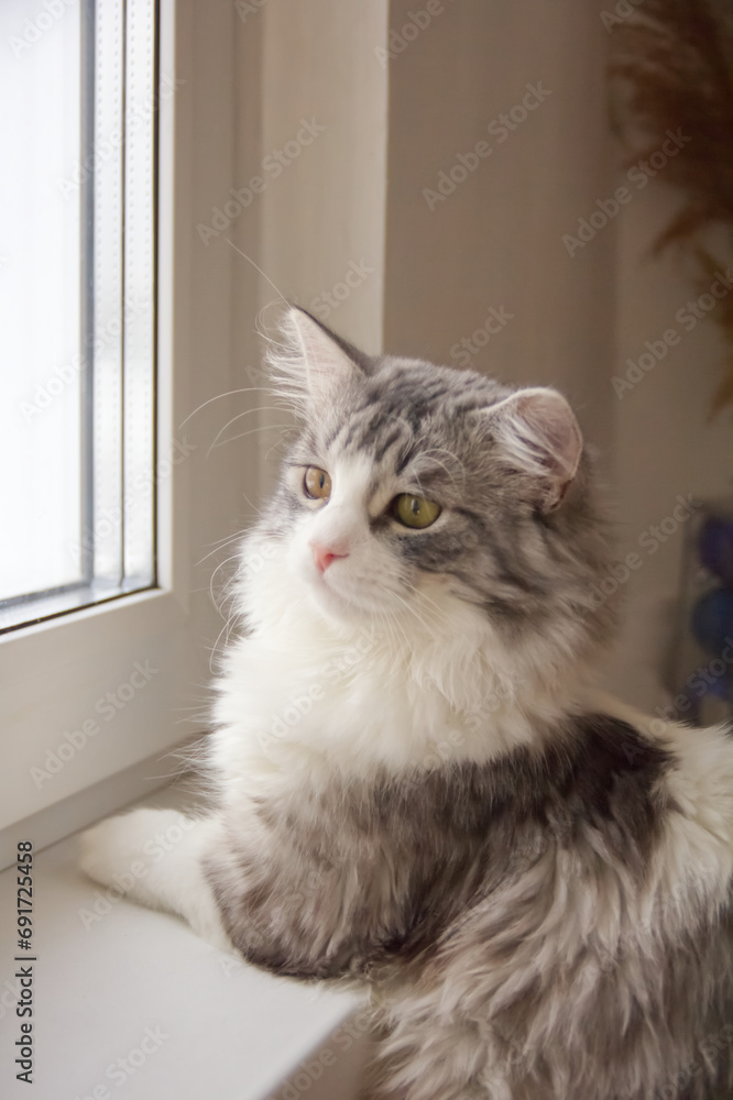 Cute fluffy gray silver cat. Close up portrait of young domestic kitten.
