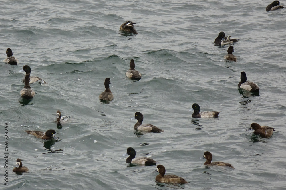 Fototapeta premium みぞれ雨,冷たい風が吹く港の波、海鳥の群れを、翻弄する嵐海の模様