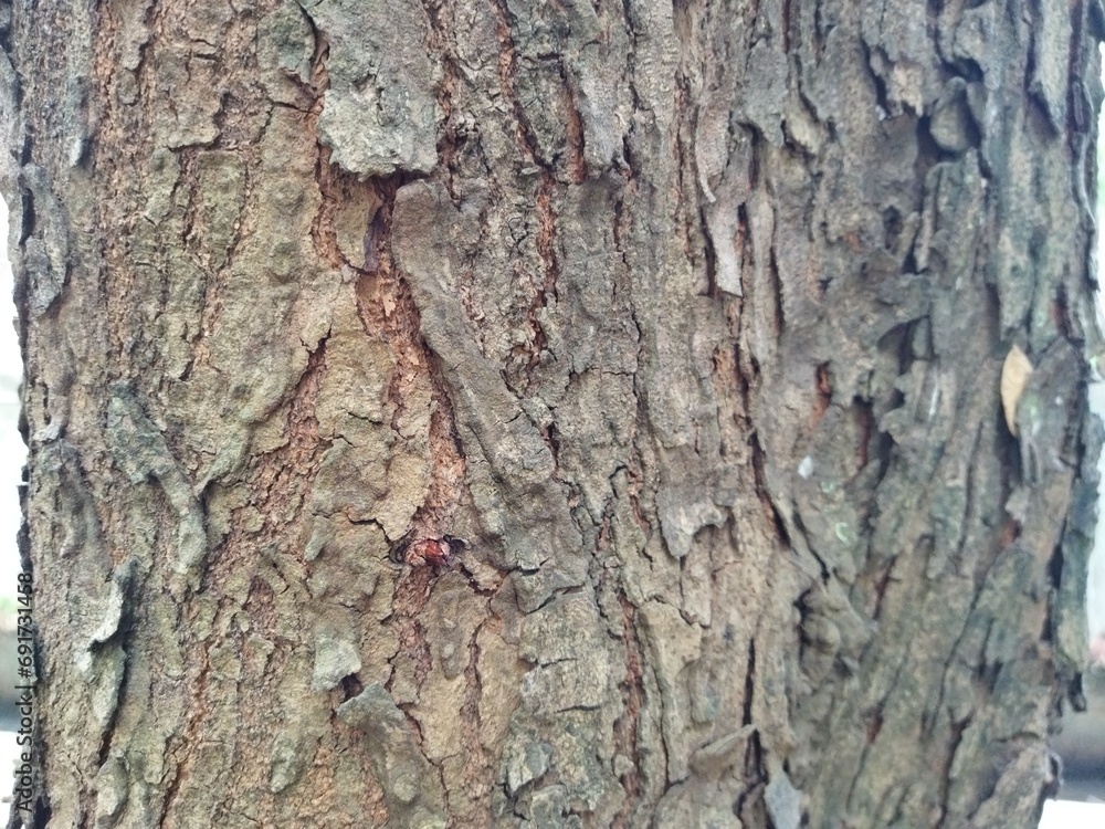 Tree bark texture. Natural background of wood bark. Tree bark close up. Tree bark texture. Natural background of wood bark. Tree bark close up.
