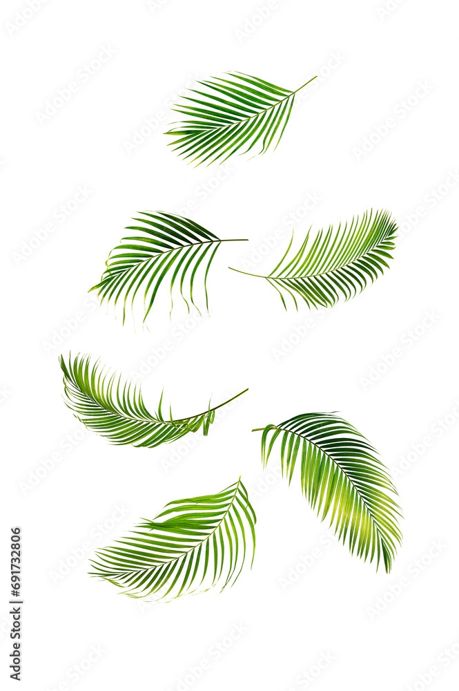 Falling palm leaves in the air isolated on white background. Falling palm leaves in the air isolated on white background.