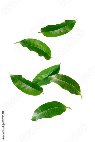 Green leaves falling isolated on white background.
