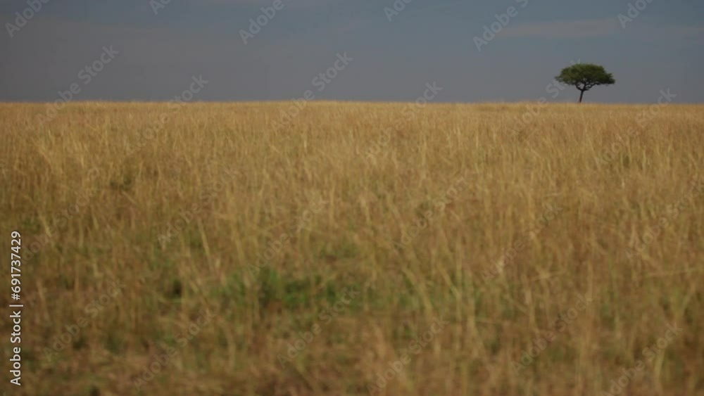 Grassy field and distant African tree in Kenya