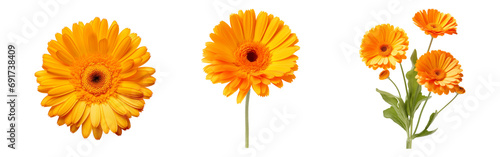 Calendula flowers. Isolated on a transparent background.