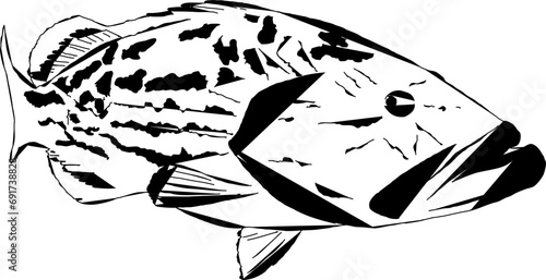 A modern outline of a Black Grouper fish