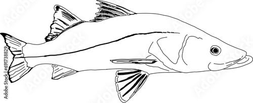 Outline of a Common Snook