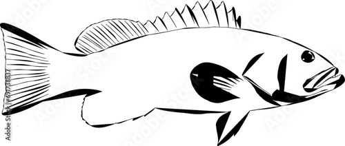 A modern outline of a Rock fish