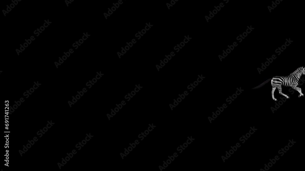 African Zebra - Savannah Horse - Wild Animal - Passing Screen - Realistic 3D animation loop with alpha channel transparency African Zebra - Savannah Horse - Wild Animal - Passing Screen - Realistic 3D animation loop with alpha channel transparency