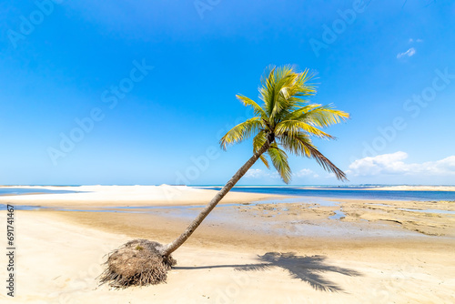 palm trees on the beach