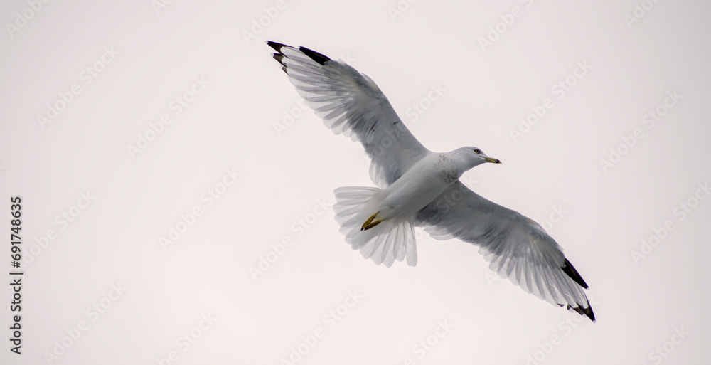 Fototapeta premium Flying Ring-Billed Gull