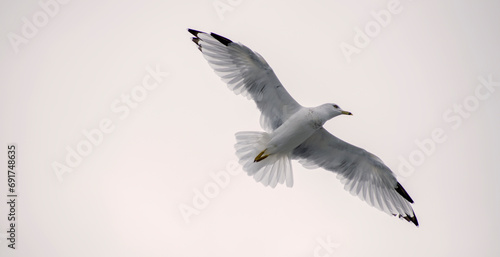 Flying Ring-Billed Gull © Anisa
