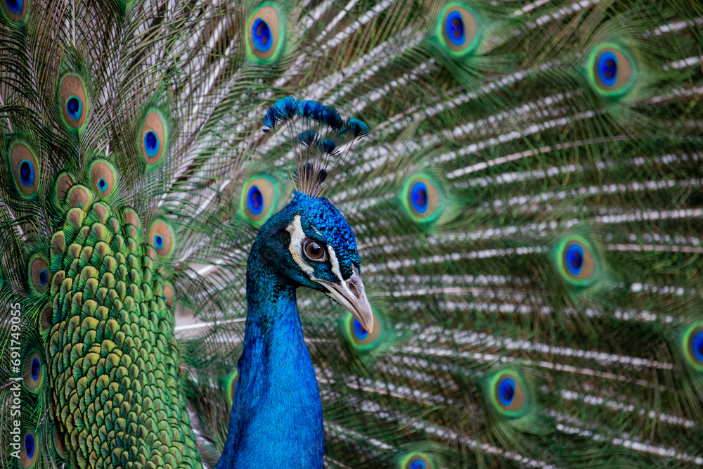 Obraz premium Pavão-azul