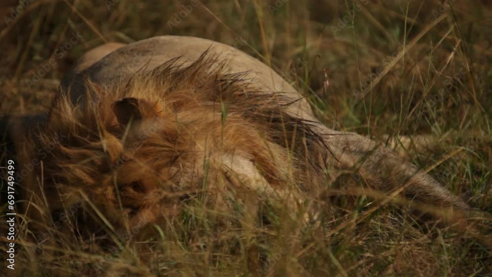 Close up on sleeping wild lion in grass Close up on sleeping wild lion in grass