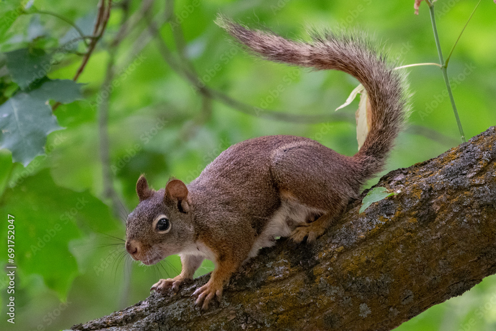 Obraz premium Red squirrel chattering from a tree branch 