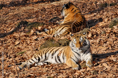 Two Amur tigers bask in the autumn sun on fallen leaves.