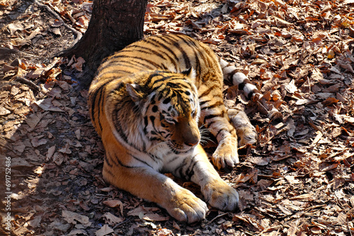 Amur tiger basking on fallen leaves under the warm autumn sun.