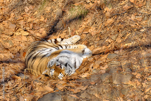 Amur tiger basking on fallen leaves under the warm autumn sun.