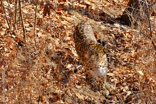 The Far Eastern leopard in the autumn forest.