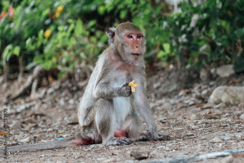 Funny macaque monkey eats a banana