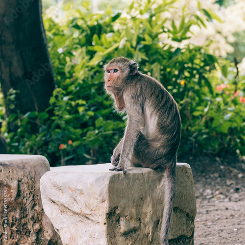 Canvas Print Macaque monkey sitting on a stone
