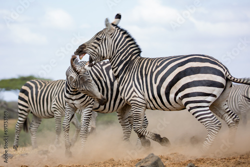 Zebras  Equus quagga  fighting near a water hole - Kenya.
