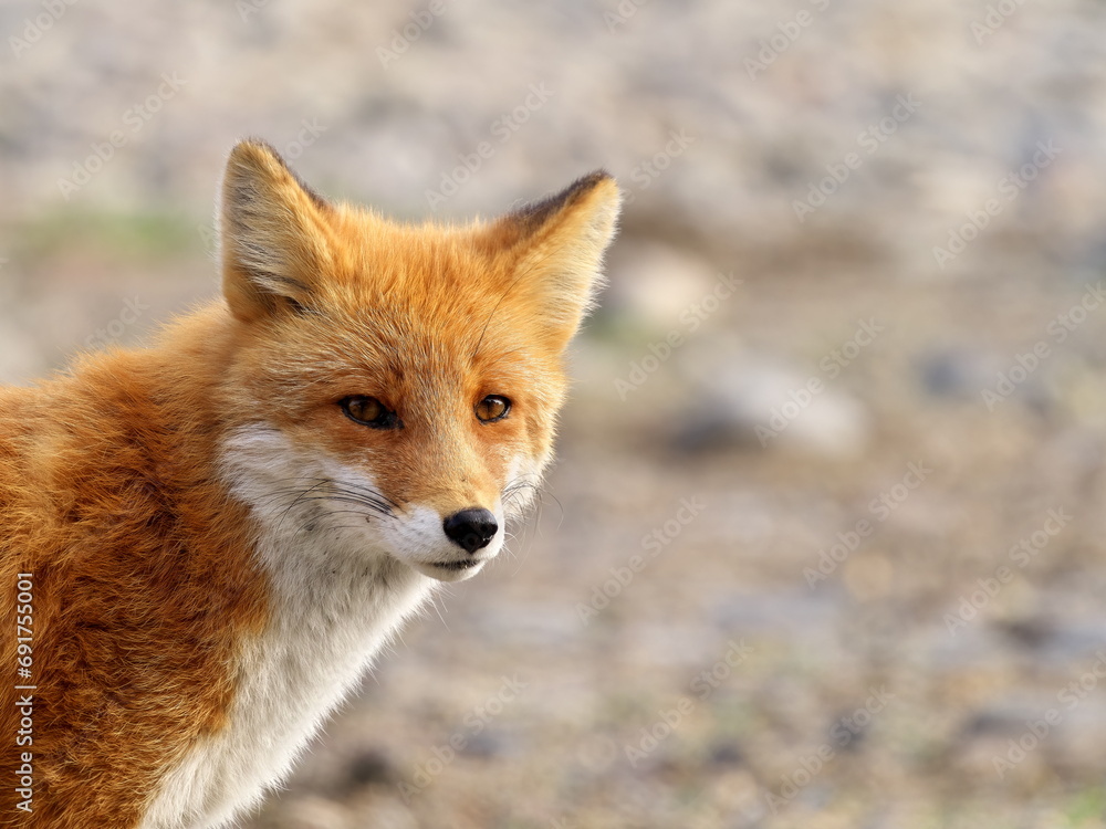 Fototapeta premium Autumn in eastern Hokkaido, red fox