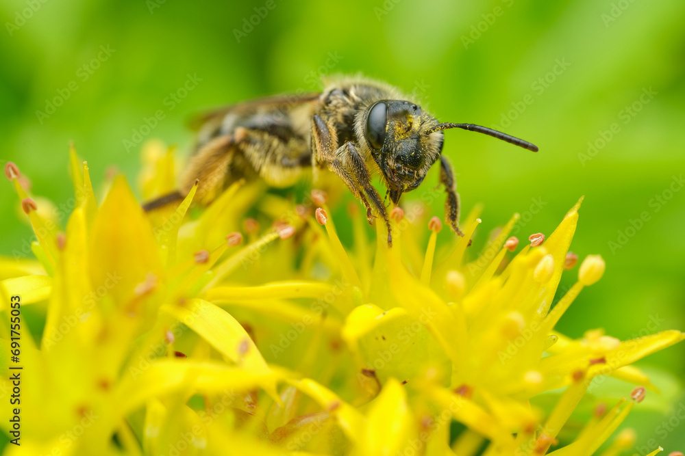 Mining Bee on Yellow Flowers - Portrait Mining Bee on Yellow Flowers - Portrait